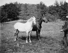 D.C. Cook's horses, Lake George, between 1900 and 1905. Creator: William H. Jackson