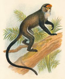 De Brazza's Guenon 1897. Artist: Henry Ogg Forbes