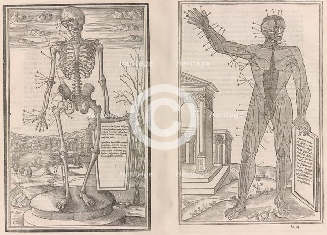 De dissectione partium corporis humani libri tres, 1545. Creators: Jean Jollat, Estienne de la Rivière.