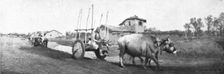 De Florina a Monastir; les chars macedonies, herisses de pieux et traines par des boeufs 1916. Creator: Unknown