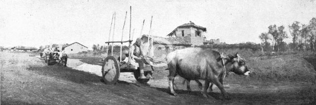 'De Florina a Monastir; les chars macedonies, herisses de pieux et traines par des boeufs', 1916. Creator: Unknown.