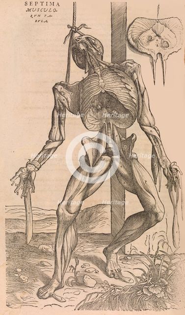De humani corporis fabrica (Of the Structure of the Human Body), 1555. Creator: John of Calcar.