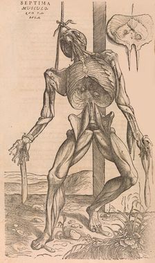 De humani corporis fabrica (Of the Structure of the Human Body), 1555. Creator: John of Calcar