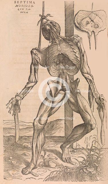 De humani corporis fabrica (Of the Structure of the Human Body), 1555. Creator: John of Calcar.