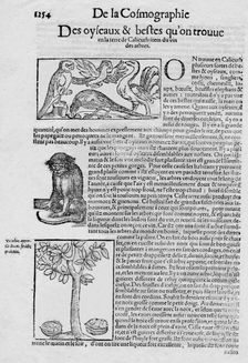 De la Cosmographie Des oyseaux & bestes qu'on trouve en la terre de Calicuth: item du vin des arbre