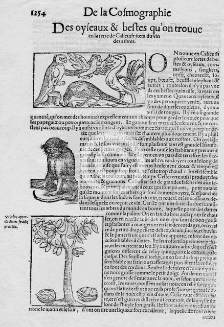 'De la Cosmographie Des oyseaux & bestes qu'on trouve en la terre de Calicuth: item du vin des arbre Artist: Unknown.