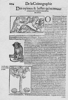 De la Cosmographie Des oyseaux & bestes qu'on trouve en la terre de Calicuth: item du vin des arbre