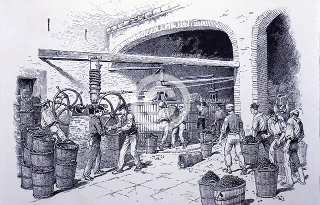 Detail of hand-presses at a winery, engraving, 1900.