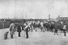 Detraining cattle, LNWR depot, York Road, London, c1903 (1903)