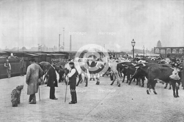 Detraining cattle, LNWR depot, York Road, London, c1903 (1903). Artist: Unknown.