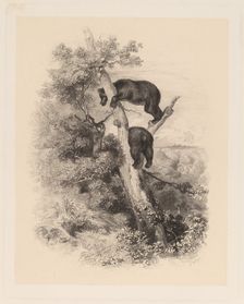 Deux Ours. Creator: Karl Bodmer