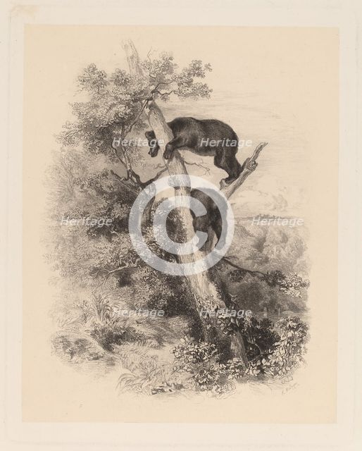 Deux Ours. Creator: Karl Bodmer.