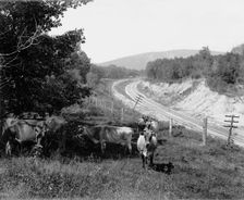 Devil's Lake, Wis., Hopkin's jerseys, between 1880 and 1899. Creator: Unknown