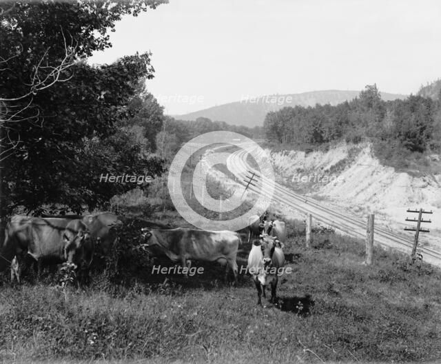Devil's Lake, Wis., Hopkin's jerseys, between 1880 and 1899. Creator: Unknown.