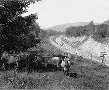 Devil's Lake, Wis., Hopkin's jerseys, between 1880 and 1899. Creator: Unknown