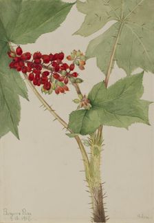 Devilsclub (Echinopanax horridum), 1917. Creator: Mary Vaux Walcott