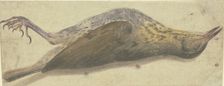 Dead thrush, 16th century. Creator: German, 16th century;