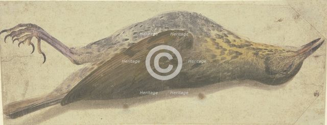 Dead thrush, 16th century. Creator: German, 16th century;.