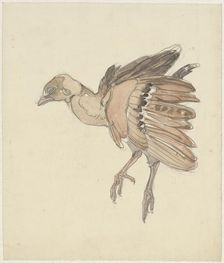 Dead bird (partridge?), 1873-1917. Creator: Theo van Hoytema
