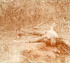 Dead body, Furnes, Flanders, Belgium, c1914-c1918
