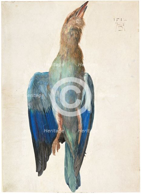 Dead Blue Roller, 1500 (or 1512). Artist: Dürer, Albrecht (1471-1528)