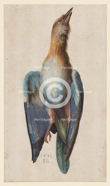 Dead Blue Roller, 1583. Creator: Hans Hoffmann (German, 1545/50-1591/92).