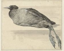Dead coot, 1649-1709. Creator: Rochus van Veen