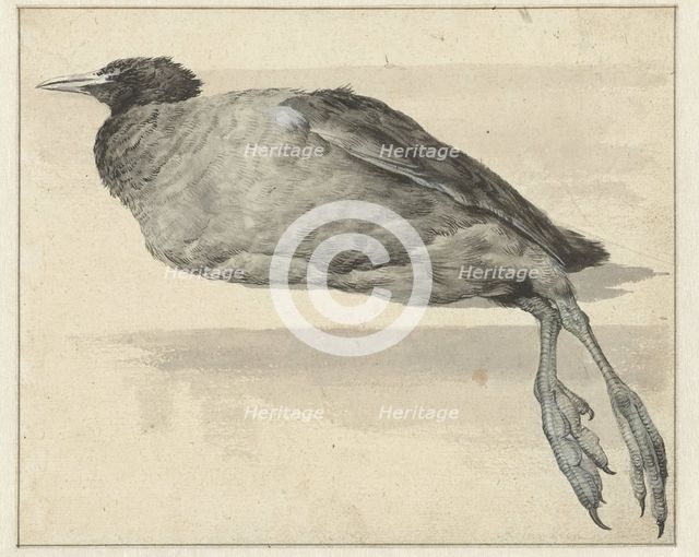 Dead coot, 1649-1709. Creator: Rochus van Veen.