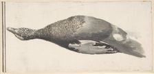 Dead Duck, 1685-1755. Creator: Giorgio Durante