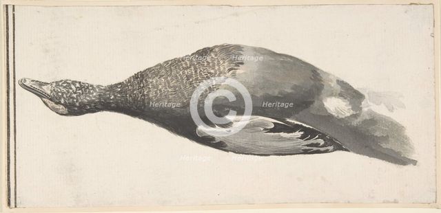 Dead Duck, 1685-1755. Creator: Giorgio Durante.