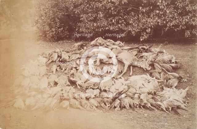 Dead Game, Perthshire, from an album compiled by Sir John Everett Millais. Creator: Unknown.