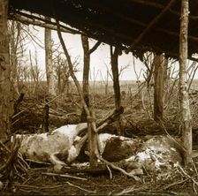 Dead horses, Verdun, northern France, c1914-c1918