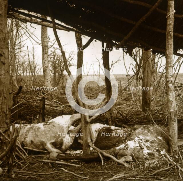 Dead horses, Verdun, northern France, c1914-c1918. Artist: Unknown.