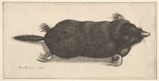 Dead Mole, 1646. Creator: Wenceslaus Hollar