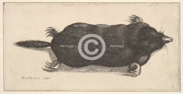 Dead Mole, 1646. Creator: Wenceslaus Hollar.