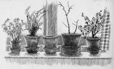 Dead plants on a windowsill, 1952. Creator: Shirley Markham