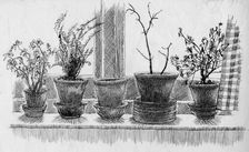 Dead plants on a windowsill, 1952. Creator: Shirley Markham