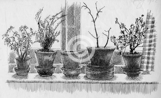 Dead plants on a windowsill, 1952. Creator: Shirley Markham.