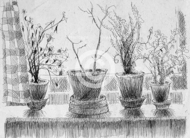 Dead plants on a windowsill, 1952. Creator: Shirley Markham.