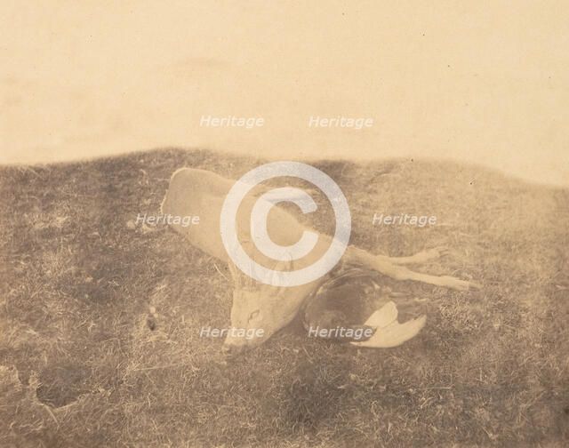 Dead Roe Buck, ca. 1856-59. Creator: Horatio Ross.