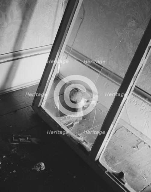 Dead squirrel in a wrecked home on Independence Avenue, Washington, D.C, 1942. Creator: Gordon Parks.