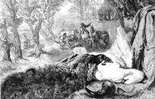 "Dead Swan and Peacock", by the late W. Duffield, 1864. Creator: W Thomas