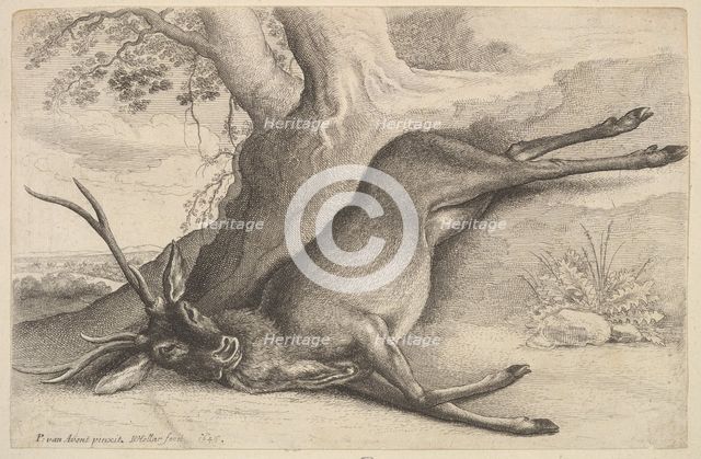 Dead stag, 1646. Creator: Wenceslaus Hollar.