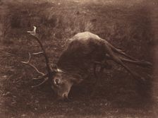 Dead Stag, 1857. Creator: Horatio Ross