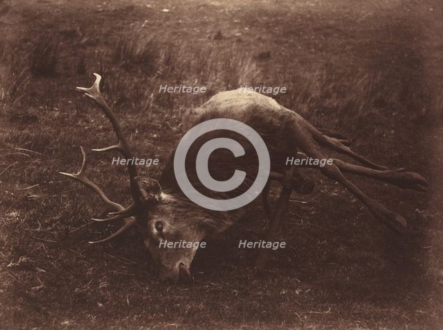 Dead Stag, 1857. Creator: Horatio Ross.