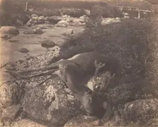Dead Stag, ca. 1856. Creator: Horatio Ross
