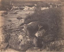 Dead Stag, ca. 1856. Creator: Horatio Ross