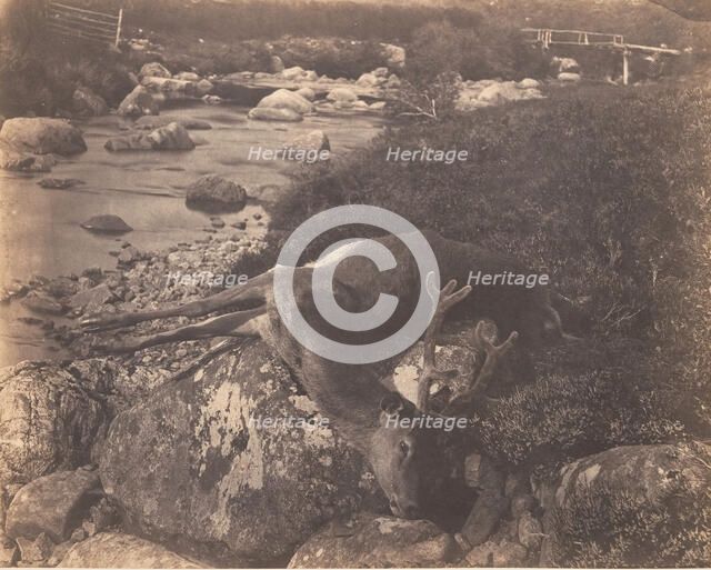 Dead Stag, ca. 1856. Creator: Horatio Ross.