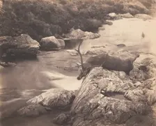 Dead Stag, ca. 1857. Creator: Horatio Ross