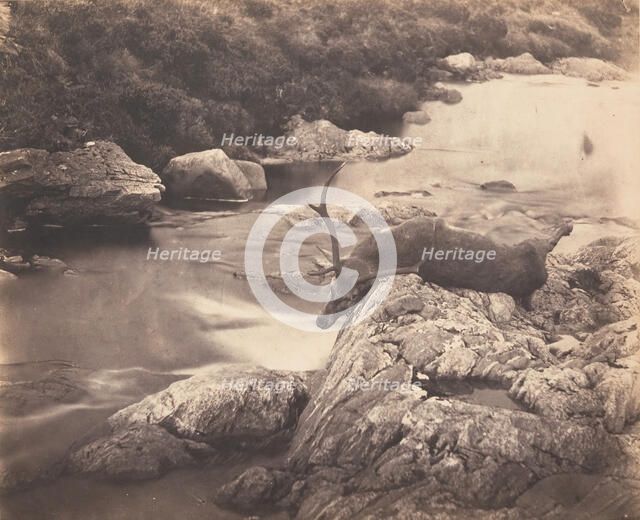 Dead Stag, ca. 1857. Creator: Horatio Ross.